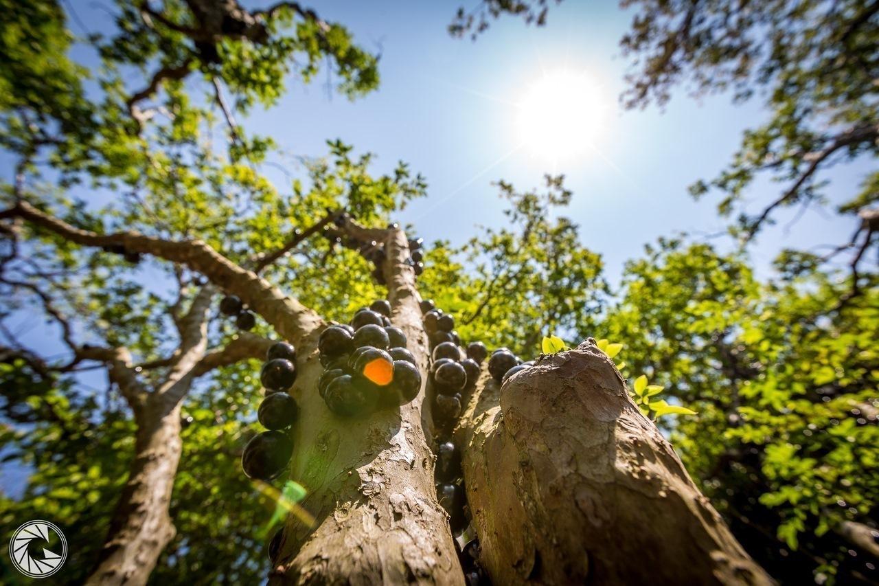 Pousada Das Estrelas Atibaia Otel Dış mekan fotoğraf